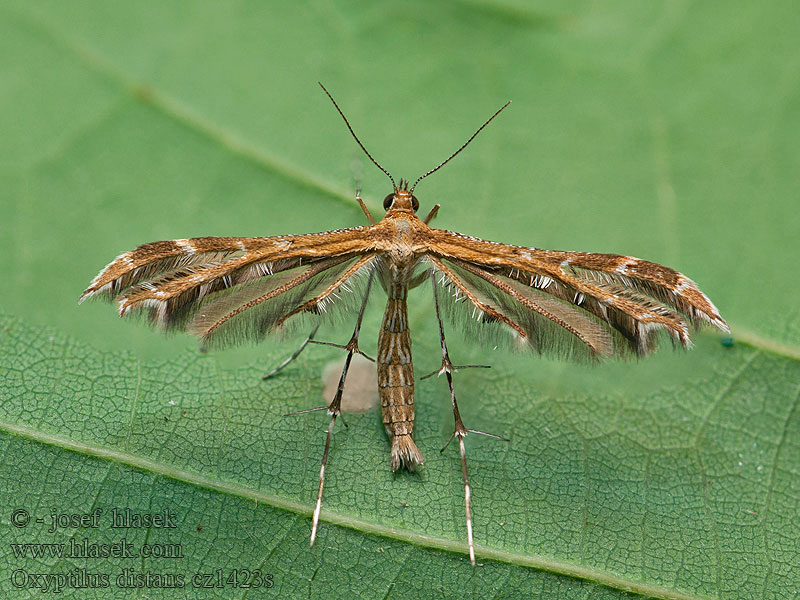 Oxyptilus distans Streepzaadvedermot Klofibblefjädermott