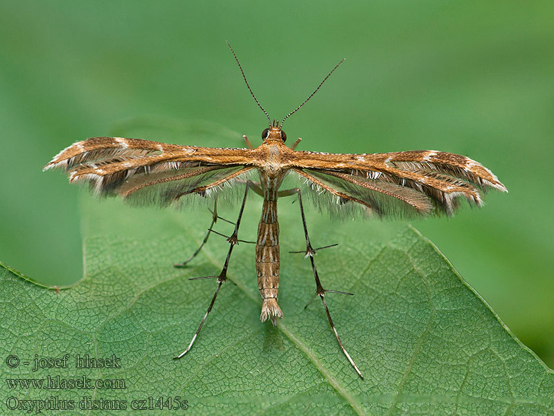 Pernatuška škardová Oxyptilus distans