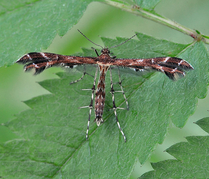 Oxyptilus ericetorum Pernatuška vřesovištní Backfibblefjädermott