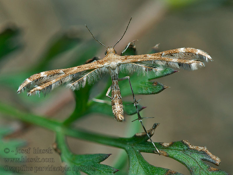 Oxyptilus parvidactyla Pernatuška drobnokřídlá