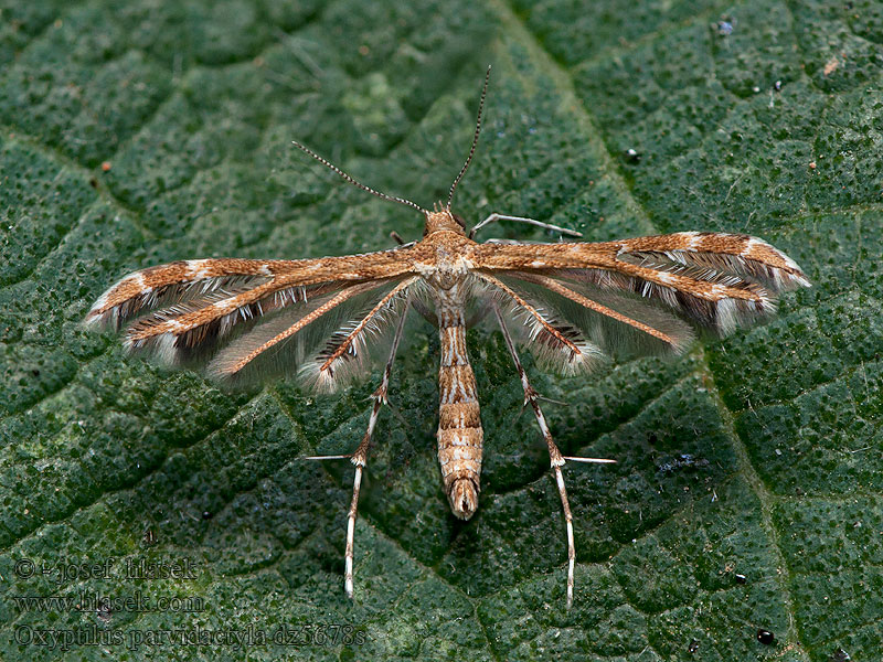 Oxyptilus parvidactyla Pernatuška drobnokřídlá Fraaie muizenoorvedermot