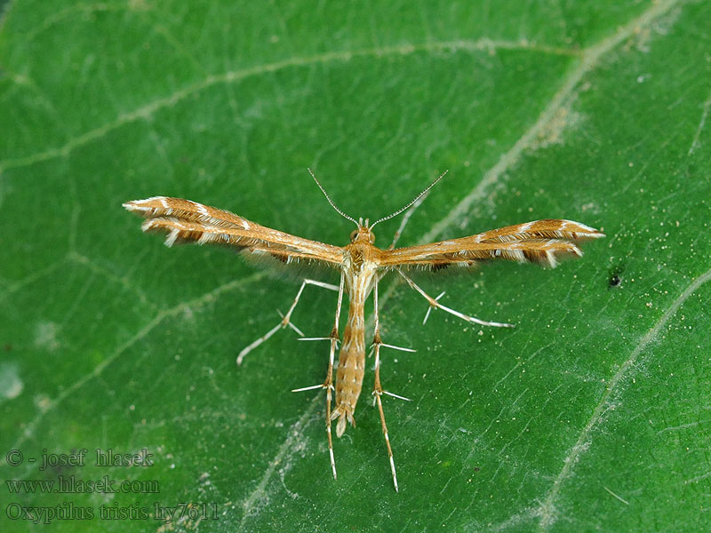 Oxyptilus tristis Crombrugghia Pernatuška smutná Pierkavec smutný