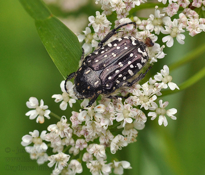 Trauer-Rosenkäfer Oxythyrea funesta