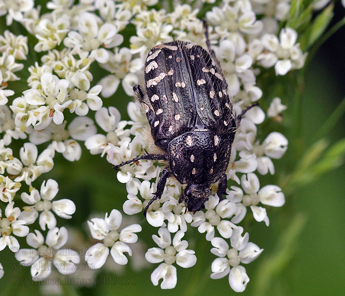 Łanocha pobrzęcz Oxythyrea funesta