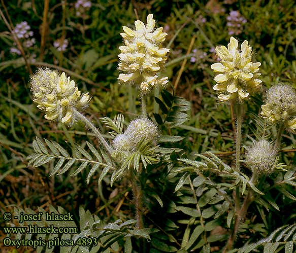 Oxytropis pilosa Vlnice chlupatá Zottiger Spitzkiel Woolly milk Ostrołódka kosmata