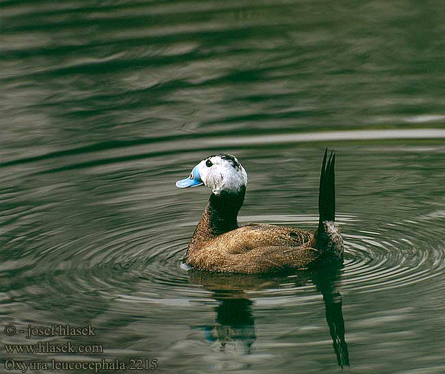 Oxyura leucocephala White-headed Duck Weißkopf-Ruderente Erismature tête blanche Malvasía Cabeciblanca Kachnice bělohlavá Hvidhoved And Witkopeend Viuhkasorsa Gobbo rugginoso Hvithodeand Kopparand 白头硬尾鸭 Белоголовая савка カオジロオタテガモ بط ابيض الوجه Κεφαλούδι Pato-de-rabo-alçado Dikkuyruk צח-ראש לבן Sterniczka Kékcsoru réce Potápnica bielohlavá