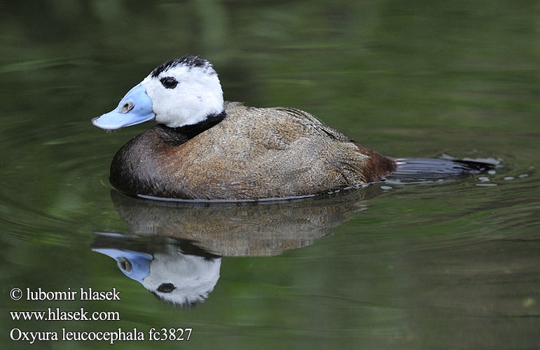 Oxyura leucocephala 3827