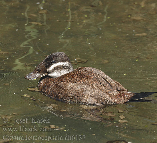 Oxyura leucocephala ah6137