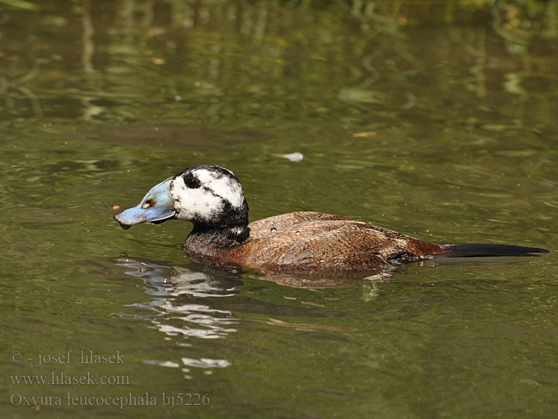 White-headed Duck Weißkopf-Ruderente Erismature tête blanche Malvasía Cabeciblanca Kachnice bělohlavá Hvidhoved And Witkopeend Viuhkasorsa Gobbo rugginoso Hvithodeand Kopparand 白头硬尾鸭 Белоголовая савка カオジロオタテガモ بط ابيض الوجه Κεφαλούδι Pato-de-rabo-alçado Dikkuyruk צח-ראש לבן Sterniczka Kékcsoru réce Potápnica bielohlavá Oxyura leucocephala