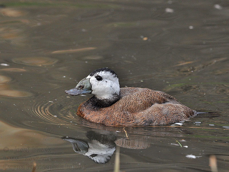 Oxyura leucocephala White-headed Duck Weißkopf-Ruderente