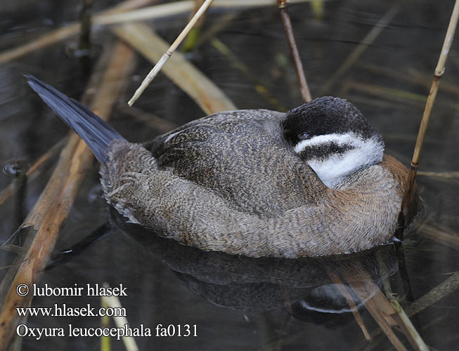 Oxyura leucocephala fa0131