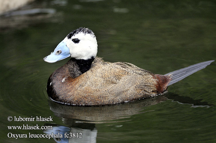 Dikkuyruk צח-ראש לבן Sterniczka Kékcsoru réce Potápnica bielohlavá Oxyura leucocephala White-headed Duck Weißkopf-Ruderente Erismature tête blanche Malvasía Cabeciblanca Kachnice bělohlavá Hvidhoved And Witkopeend Viuhkasorsa Gobbo rugginoso Hvithodeand Kopparand 白头硬尾鸭 Белоголовая савка カオジロオタテガモ بط ابيض الوجه Κεφαλούδι Pato-de-rabo-alçado