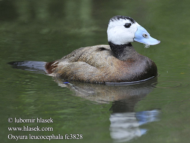 Potápnica bielohlavá Oxyura leucocephala White-headed Duck Weißkopf-Ruderente Erismature tête blanche Malvasía Cabeciblanca Kachnice bělohlavá Hvidhoved And Witkopeend Viuhkasorsa Gobbo rugginoso Hvithodeand Kopparand 白头硬尾鸭 Белоголовая савка カオジロオタテガモ بط ابيض الوجه Κεφαλούδι Pato-de-rabo-alçado Dikkuyruk צח-ראש לבן Sterniczka Kékcsoru réce