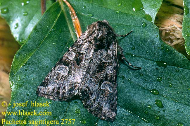 Pachetra sagittigera Weißgraue Garteneule Můra řebříčková