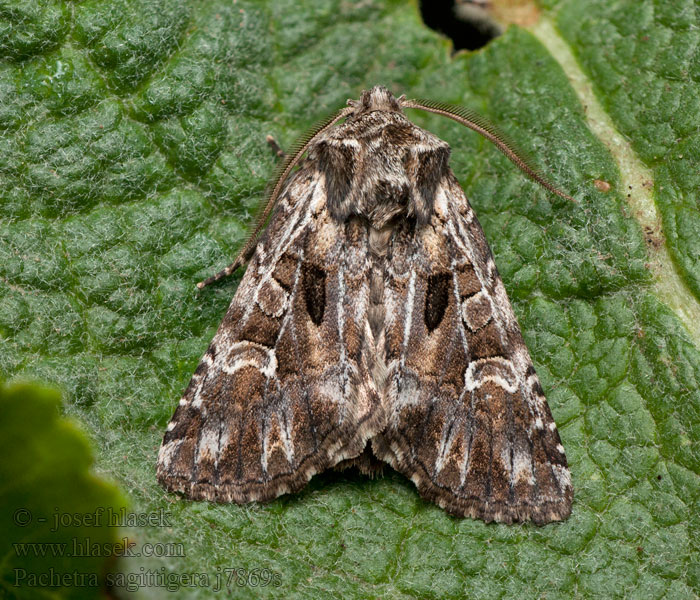 Gevlekte pijluil Feathered Ear Pachetra sagittigera