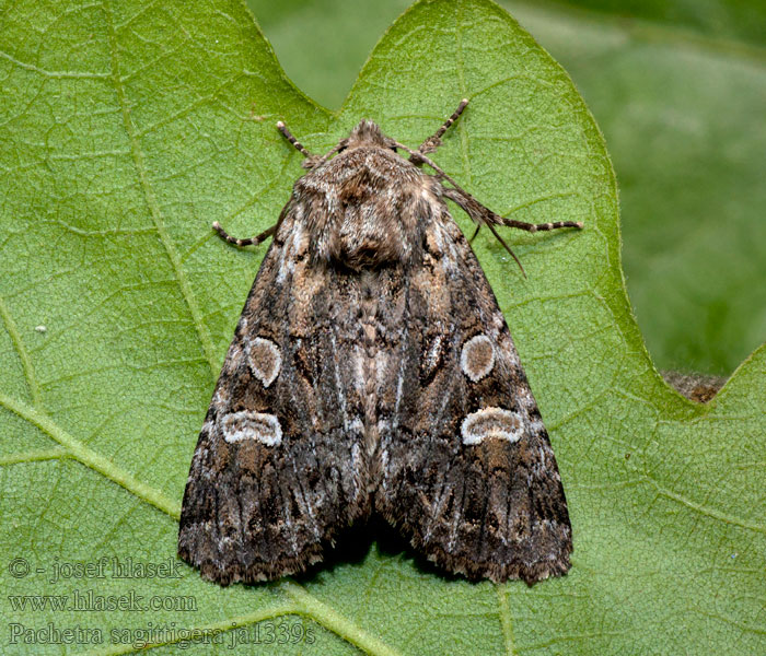 Weißgraue Garteneule Pachetra sagittigera