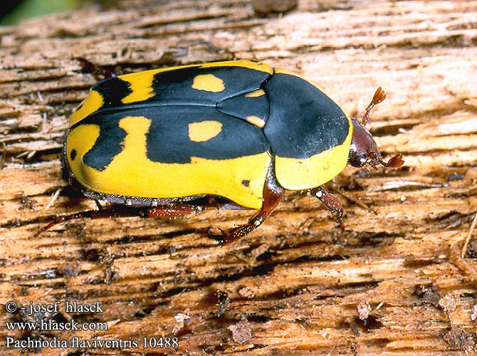 Pachnodia flaviventris 1048