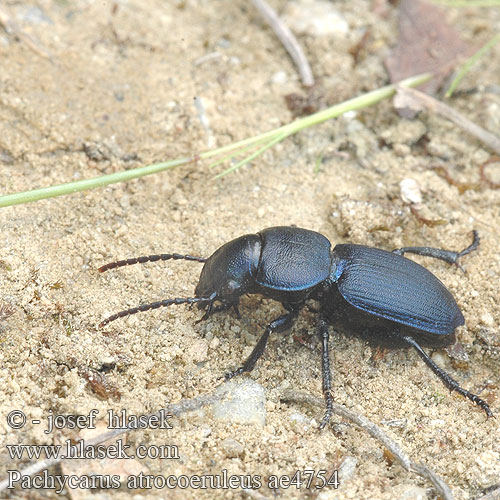 Pachycarus atrocoeruleus ae4754