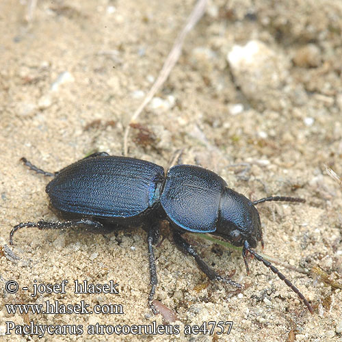 Pachycarus atrocoeruleus ae4757