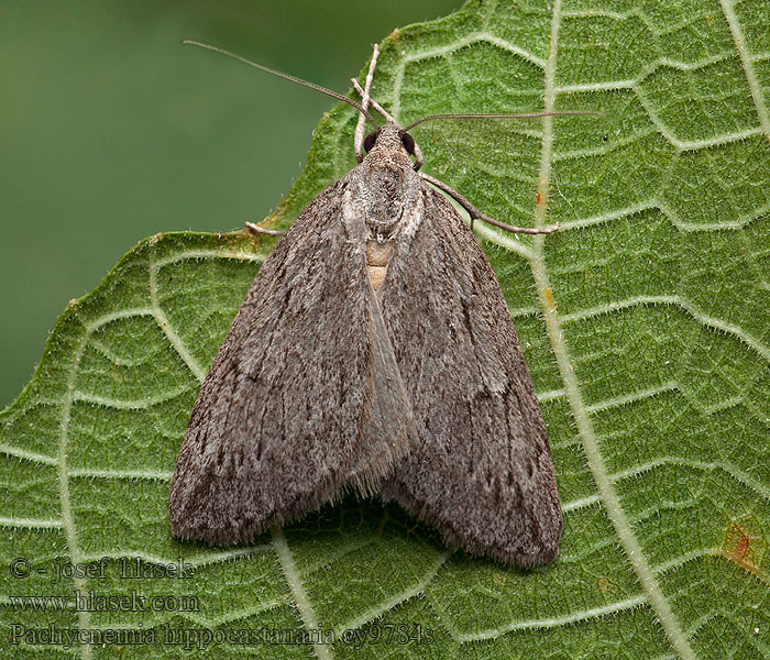 Pachycnemia hippocastanaria Schmalflügeliger Heidekrautspann