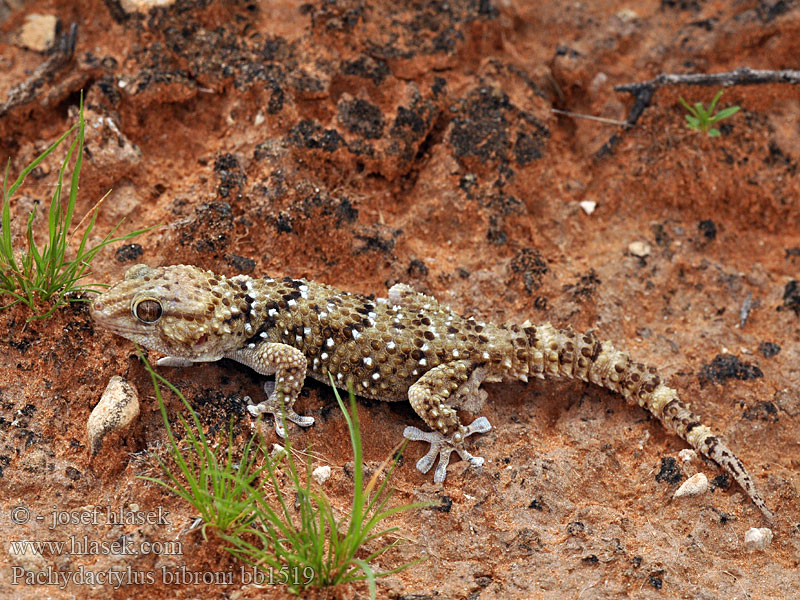 Bibrons Dickfingergecko Gekon leśny Gekon Bibronův