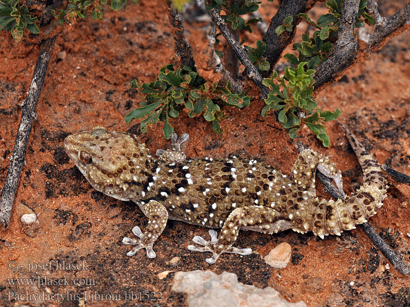 Bibrons dikvingergekko dikvinger Gekko Геккон Биброна