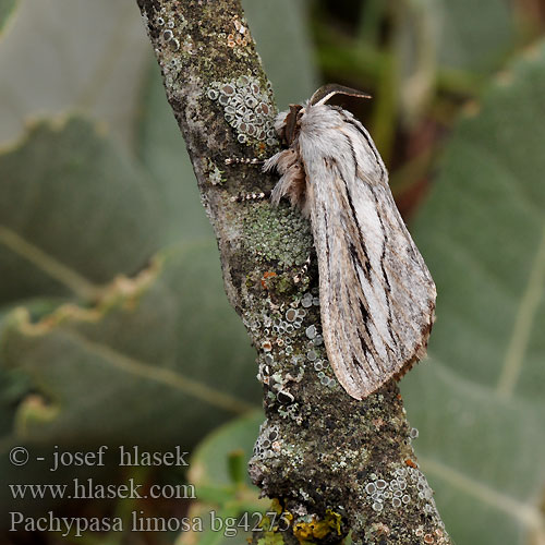 Pachypasa limosa Bombyx Cyprès