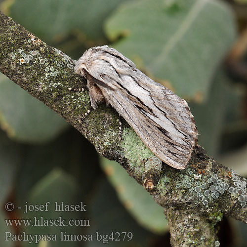 Pachypasa limosa Bombyx Cyprès