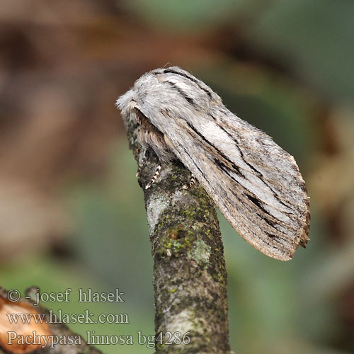 Bombyx Cyprès Pachypasa limosa