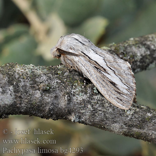 Bombyx Cyprès Pachypasa limosa