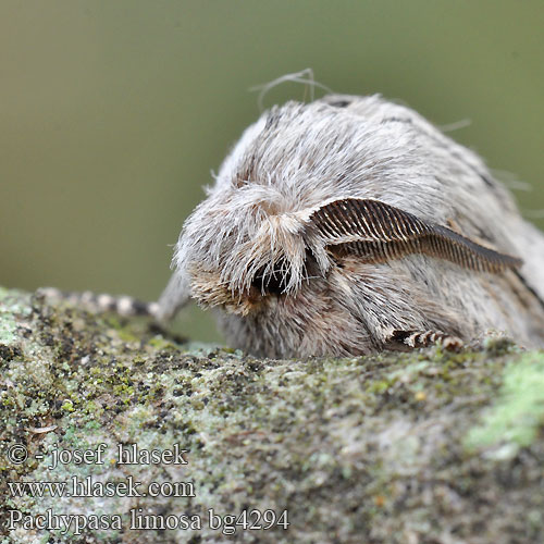 Bombyx Cyprès Pachypasa limosa