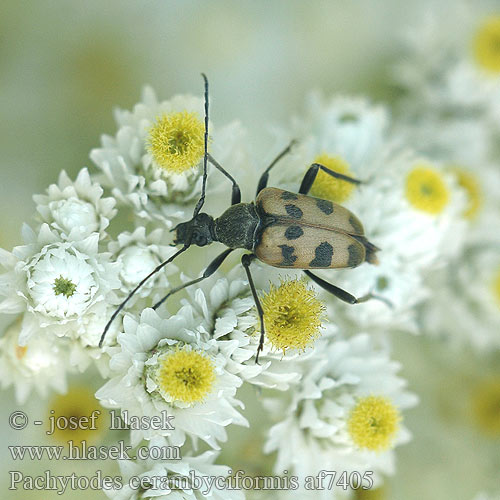 Pachytodes cerambyciformis af7405