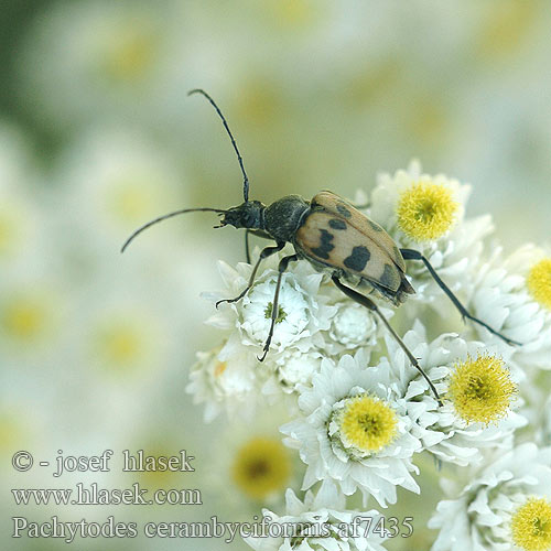 Pachytodes cerambyciformis af7435