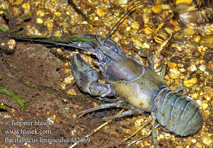 Pacifastacus leniusculus Astacus Potamobius Signal crayfish