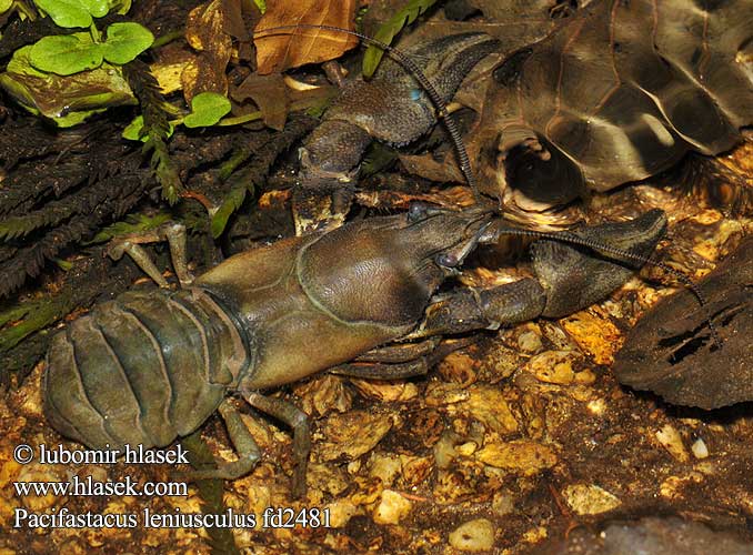 Signalkreps ウチダザリガニ Amerikai folyamirák