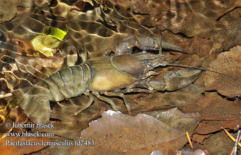 Écrevisse Californie signal Californische rivierkreeft