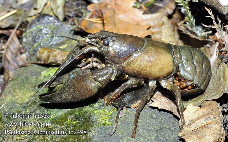 Cangrejo señal Signalkräfta Pacifastacus leniusculus