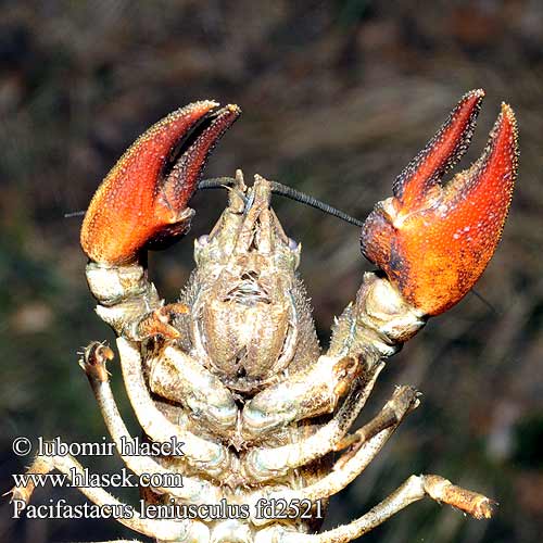 Astacus leniusculus Pacifastacus Potamobius Signal crayfish