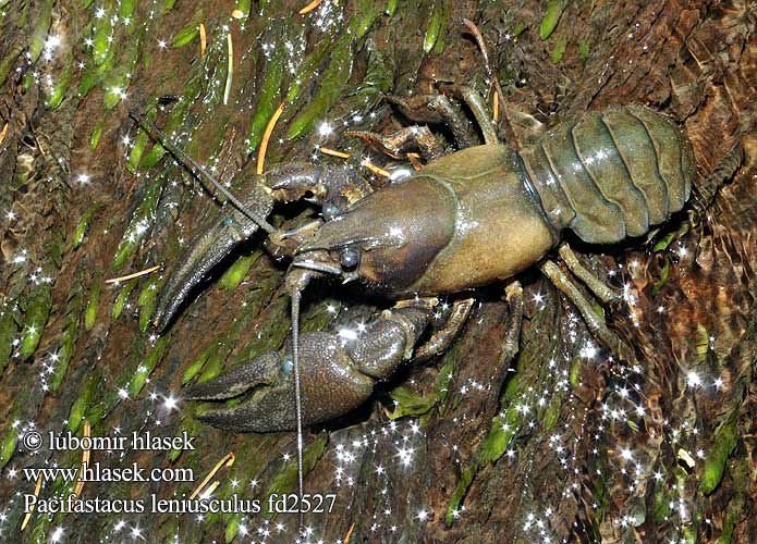 Astacus Potamobius leniusculus Pacifastacus Signal crayfish