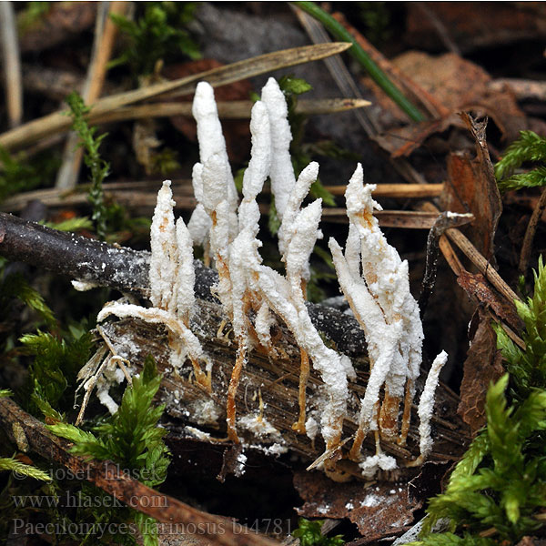 Paecilomyces farinosus Clavaria farinosa Cordyceps memorabilis Gewone rupsenzwam