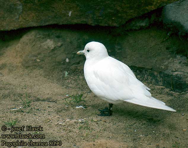 Pagophila eburnea Ivory Gull Elfenbeinmöwe Mouette blanche Gaviota Marfileña Racek sněžný Jäälokki Ivory Gull Белая чайка Ismåke Ismåge Mewa modrodzioba Hósirály Ísmáfur Белая чайка ゾウゲカモメ 북극흰갈매기