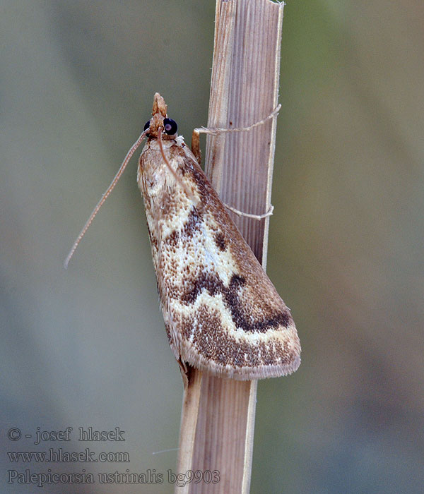 Palepicorsia ustrinalis