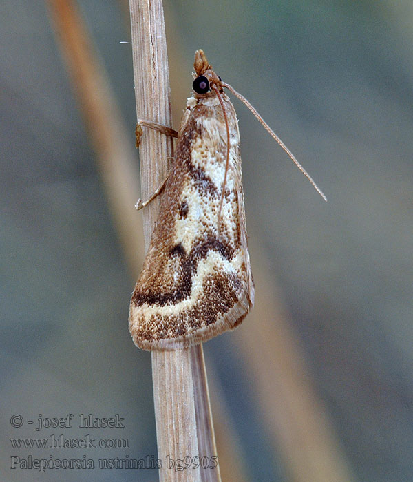 Palepicorsia ustrinalis