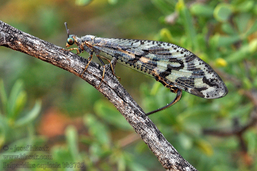 Palparidius capicola