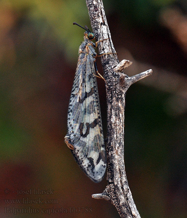 Palparidius capicola