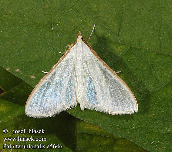 Palpita vitrealis Pyralis unionalis Jasminz�nsler Jasmine moth