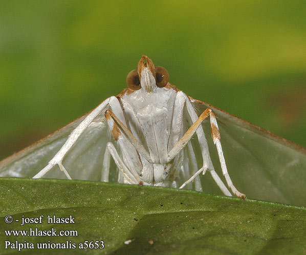 Palpita vitrealis Pyralis unionalis Vijaka olivov Pyrale jasmin