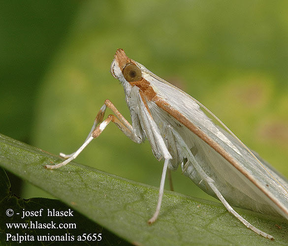 Palpita vitrealis Pyralis unionalis Мотылёк стеклянный