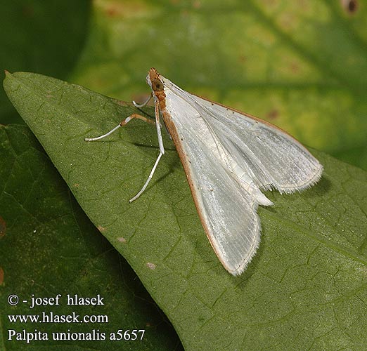 Palpita vitrealis Pyralis unionalis Satijnlichtmot Hfehr tzmoly