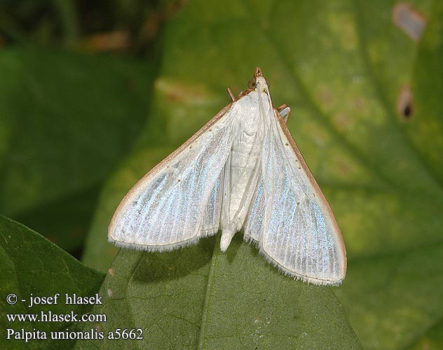 Palpita vitrealis Pyralis unionalis Vitt sydmott Hvit engmott